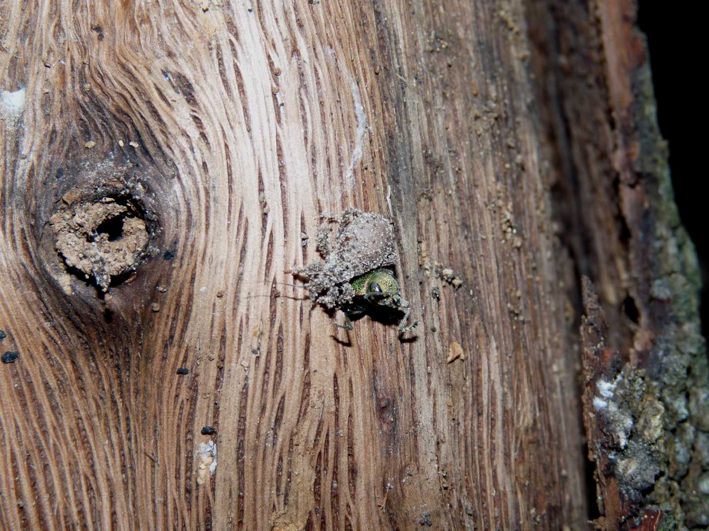 Buprestide sfortunato: Latipalpis plana predato